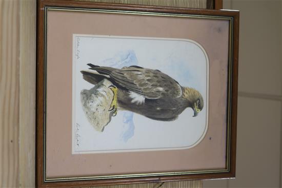 Robin Reckitt, pair of watercolours, Golden Eagle & Eleanors Falcon, signed, 28 x 21cm.